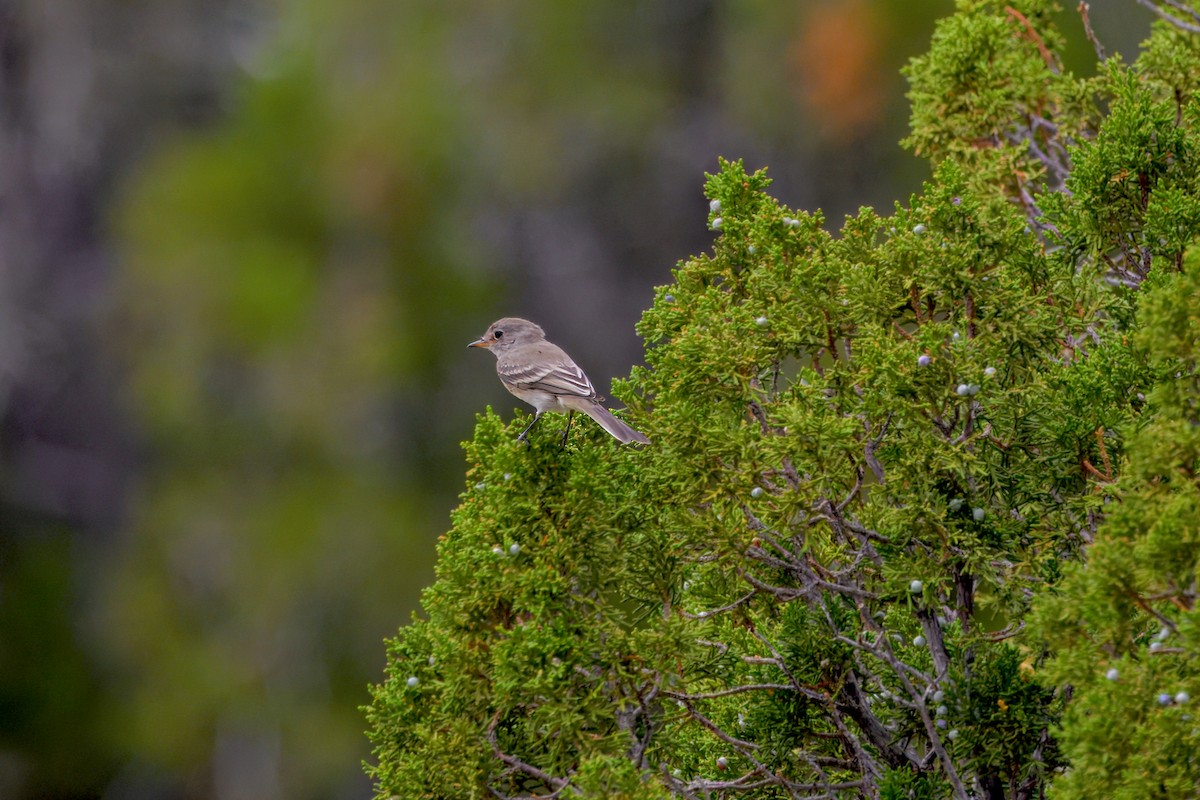 Gray Flycatcher - ML623505747