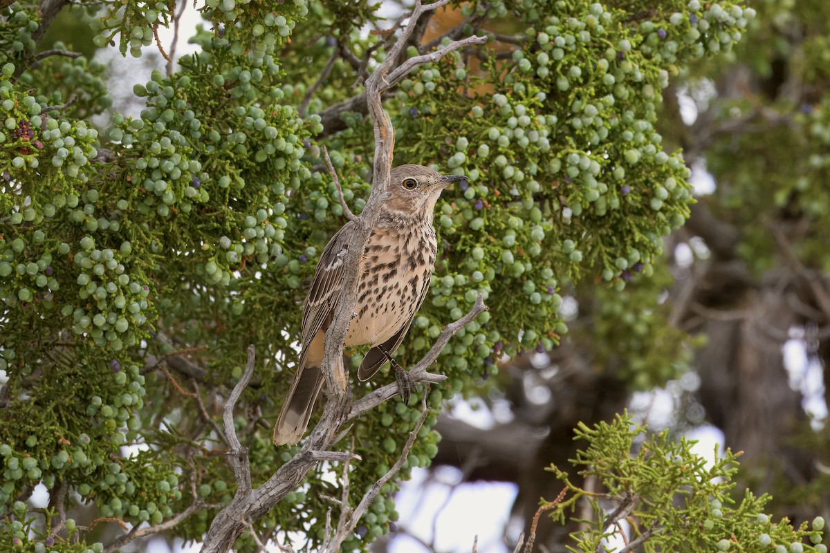 Sage Thrasher - ML623505770