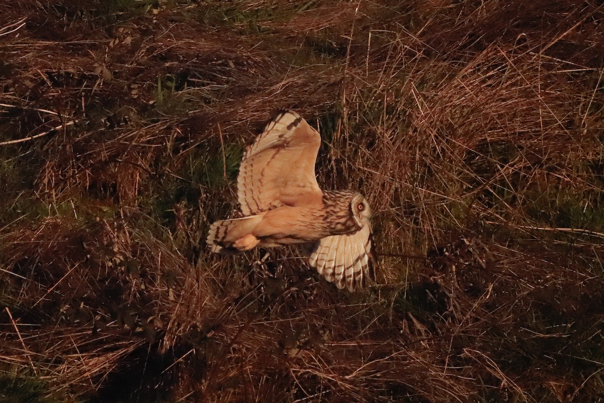 短耳鴞 - ML623505787