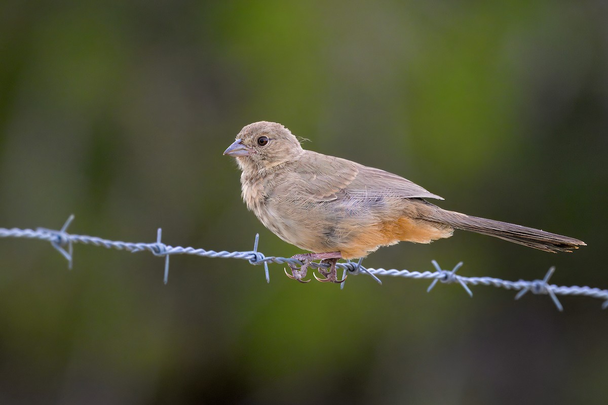 Canyon Towhee - ML623505788