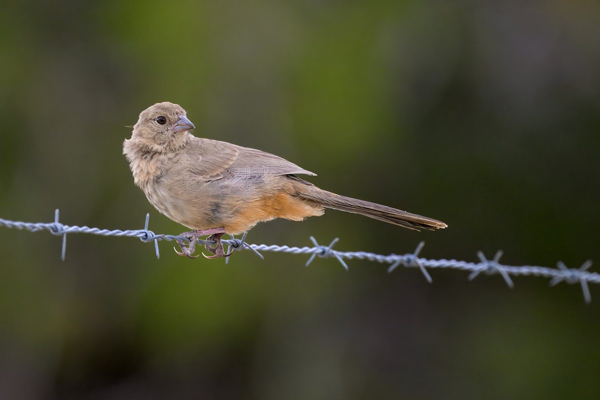 Canyon Towhee - ML623505789