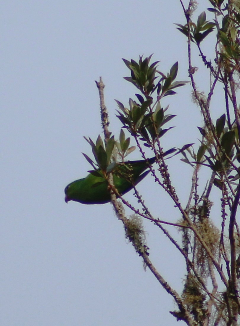 Plain Parakeet - Pedro Behne