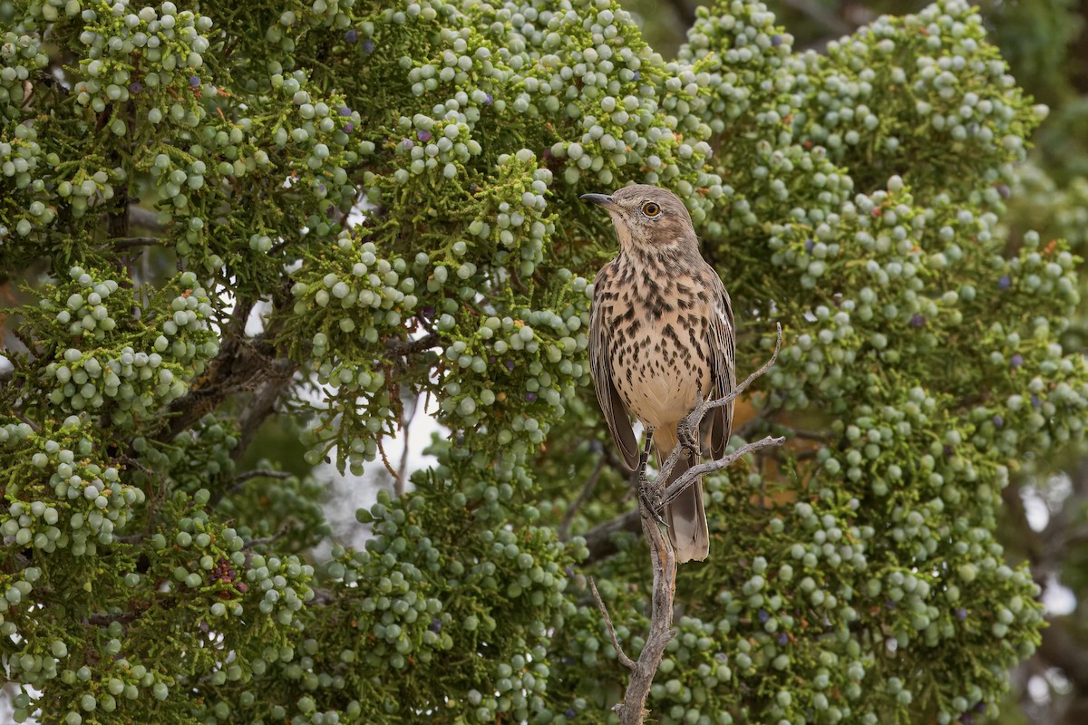 Sage Thrasher - ML623505813