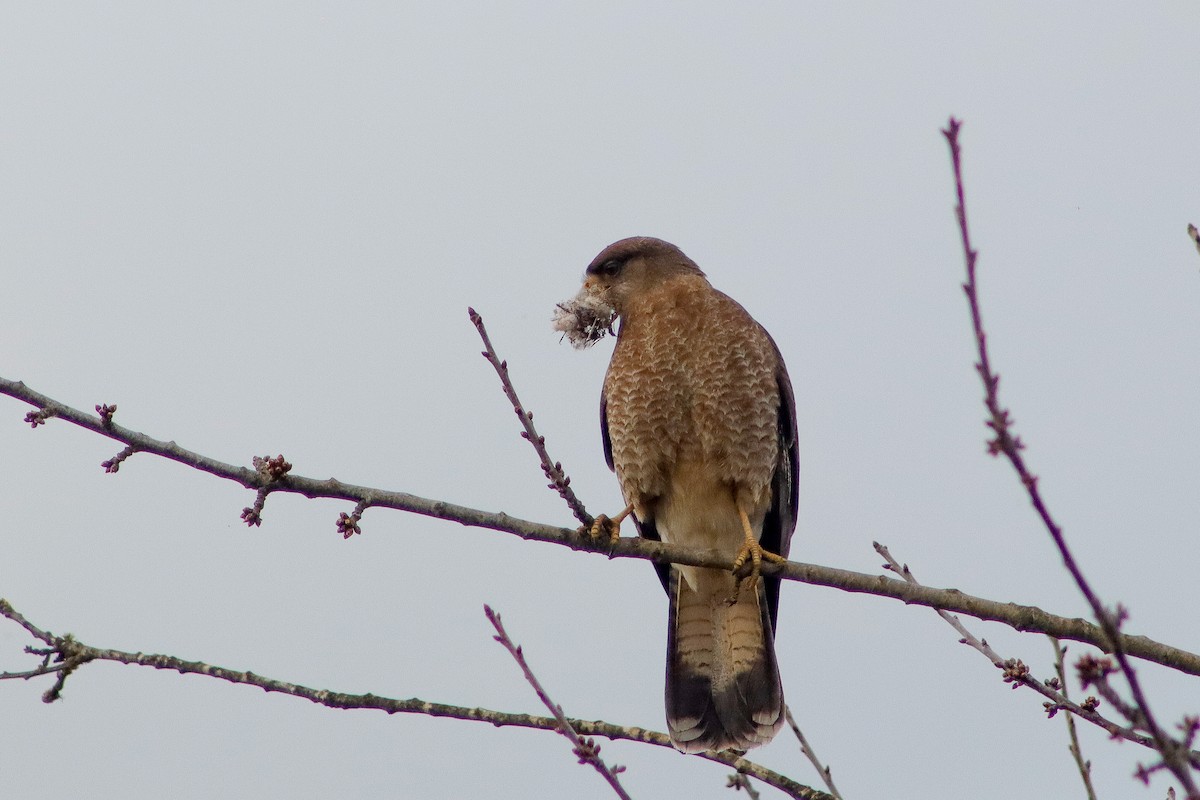 Chimango Caracara - ML623505844
