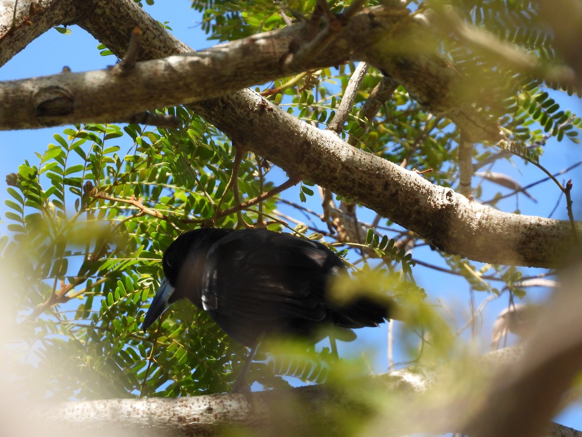 Black Butcherbird - Monica Mesch