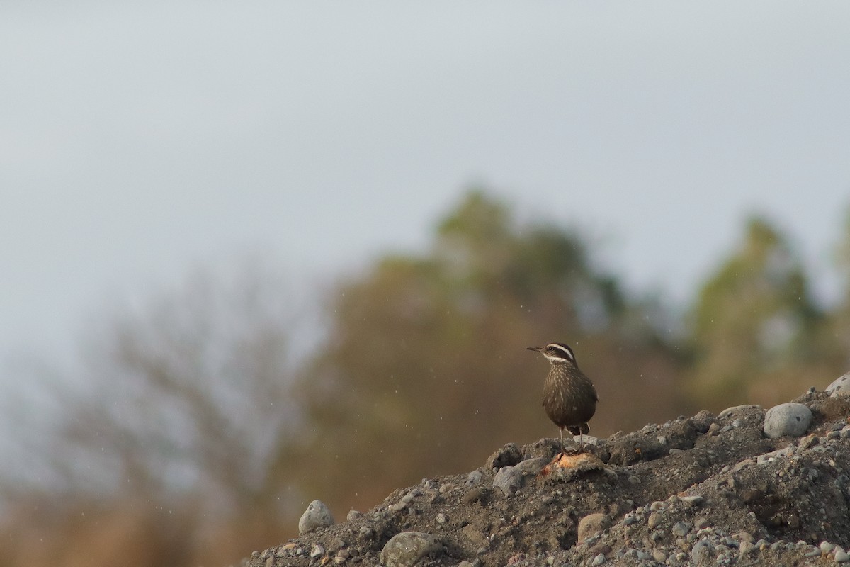 Dark-bellied Cinclodes - ML623505875