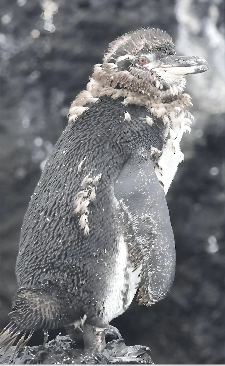 Galapagos Penguin - ML623505881