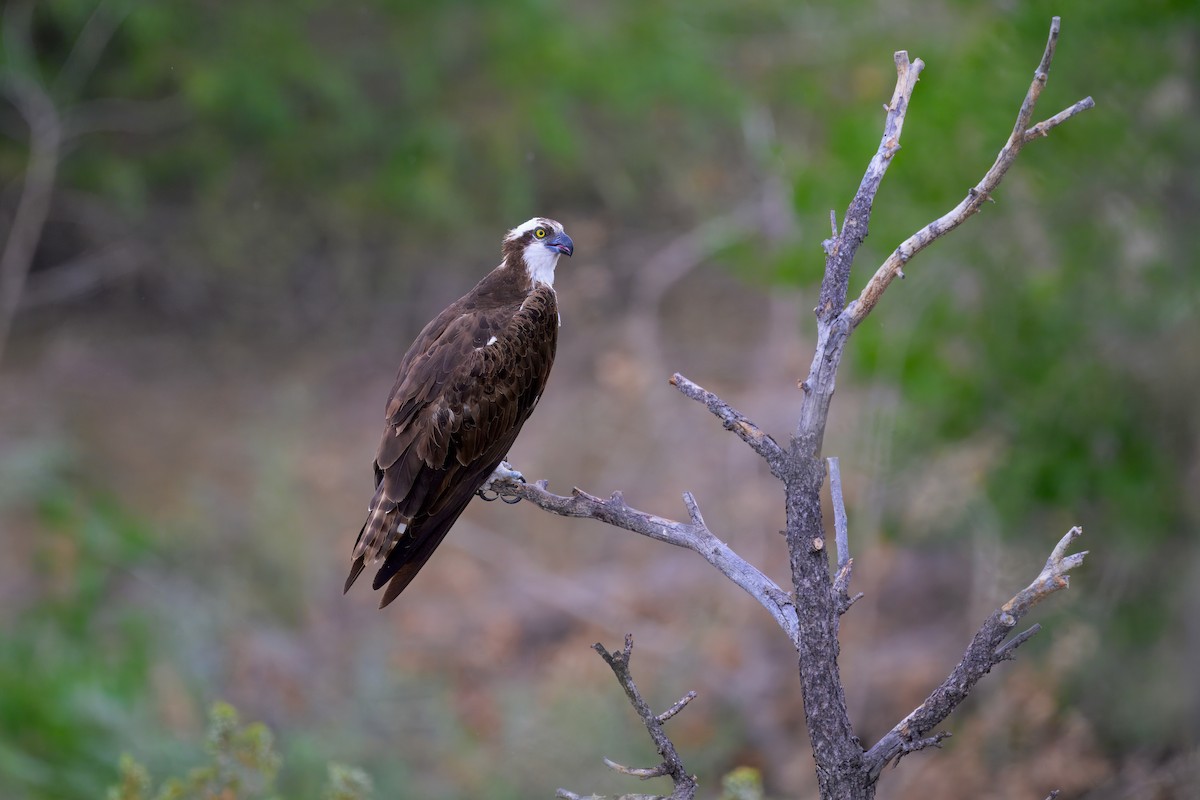 Osprey - ML623505882