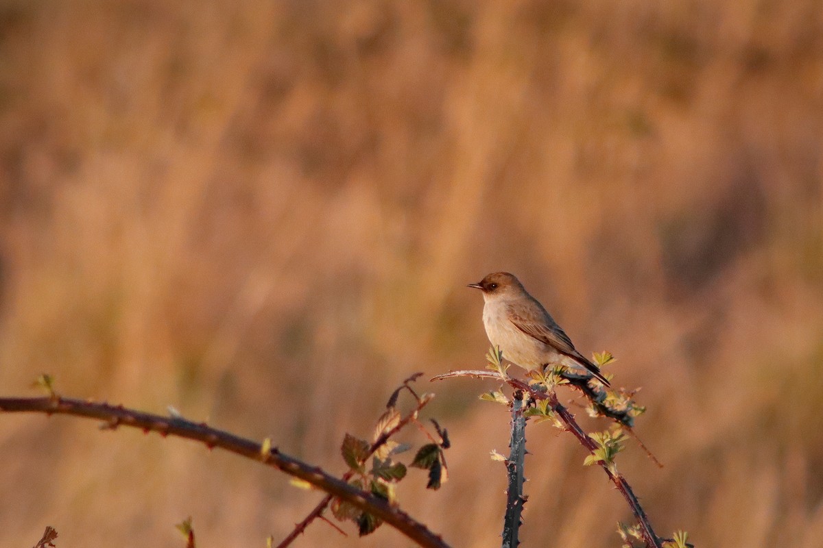 Dark-faced Ground-Tyrant - ML623505894