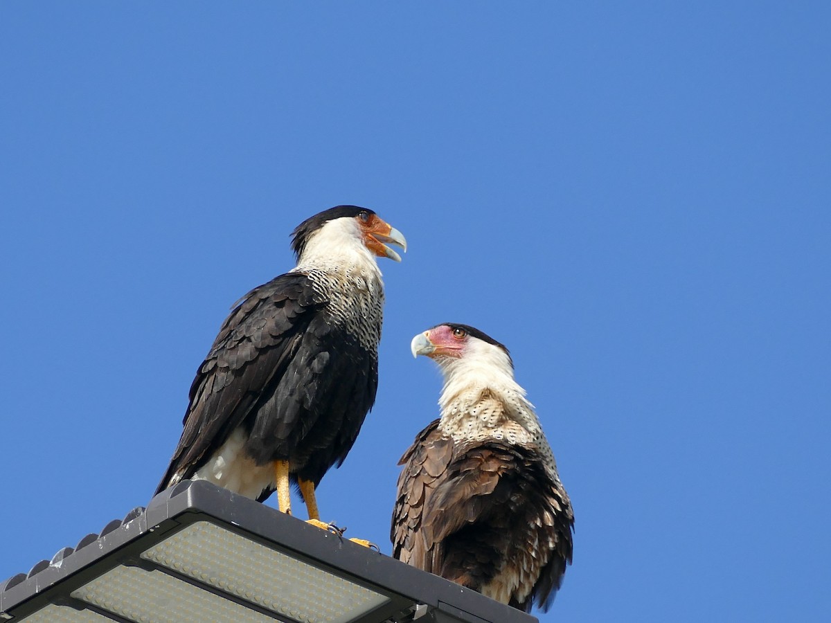 Caracara huppé - ML623505905