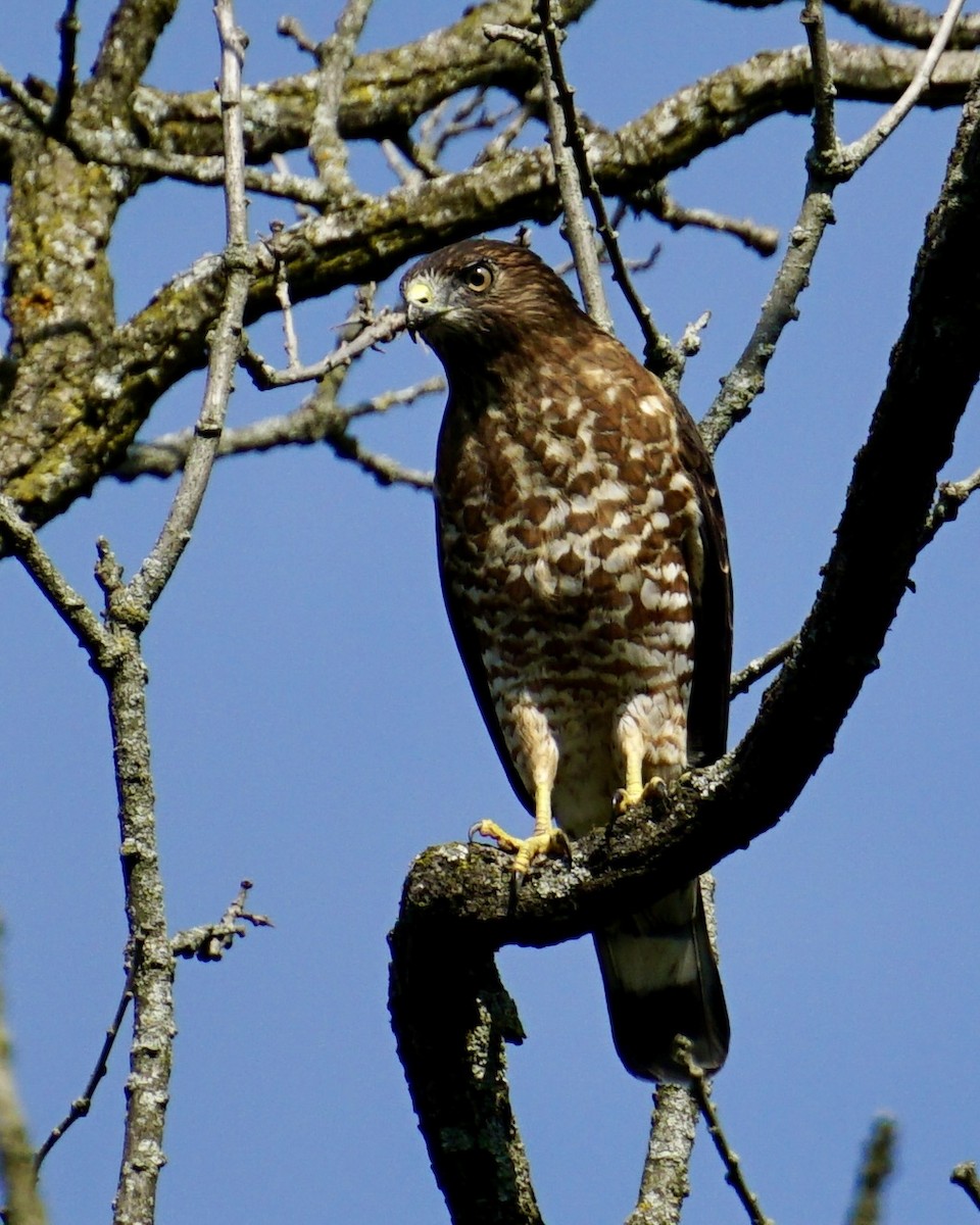 Broad-winged Hawk - ML623505915