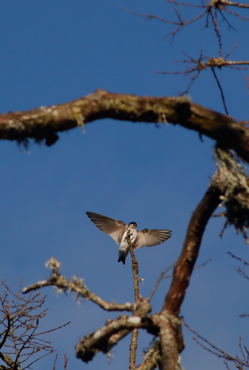 Chilean Swallow - ML623505931