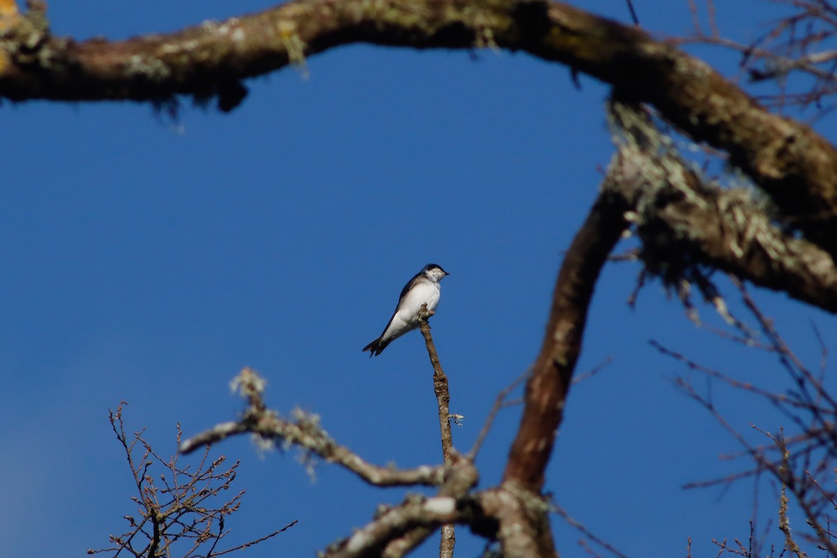 Chilean Swallow - ML623505932