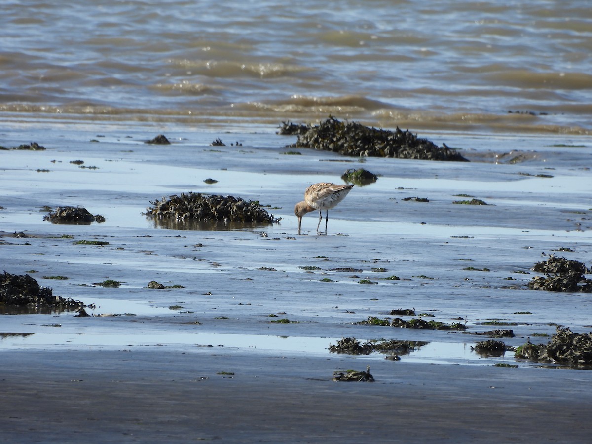 Black-tailed Godwit - ML623505938