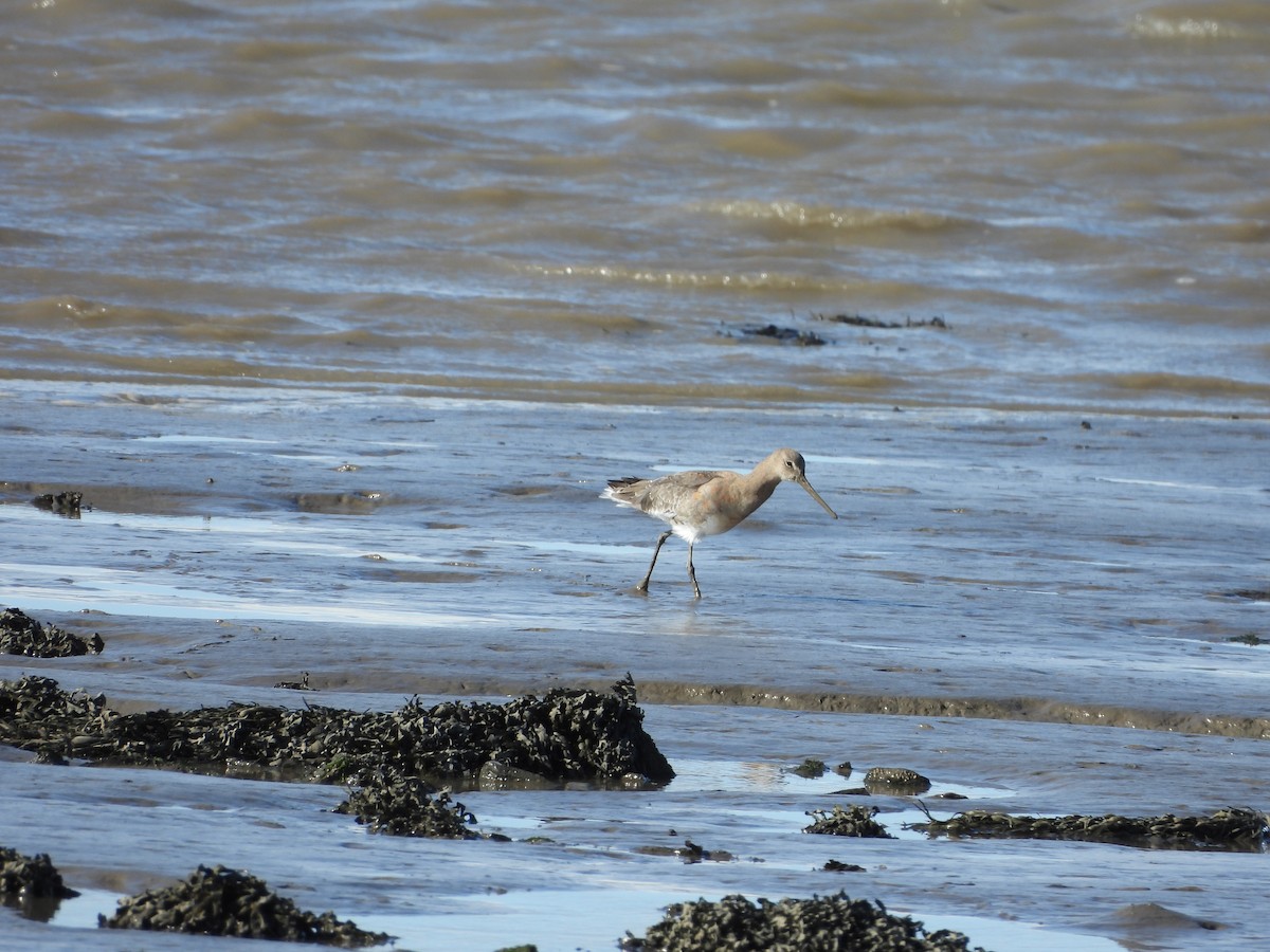 Black-tailed Godwit - ML623505940