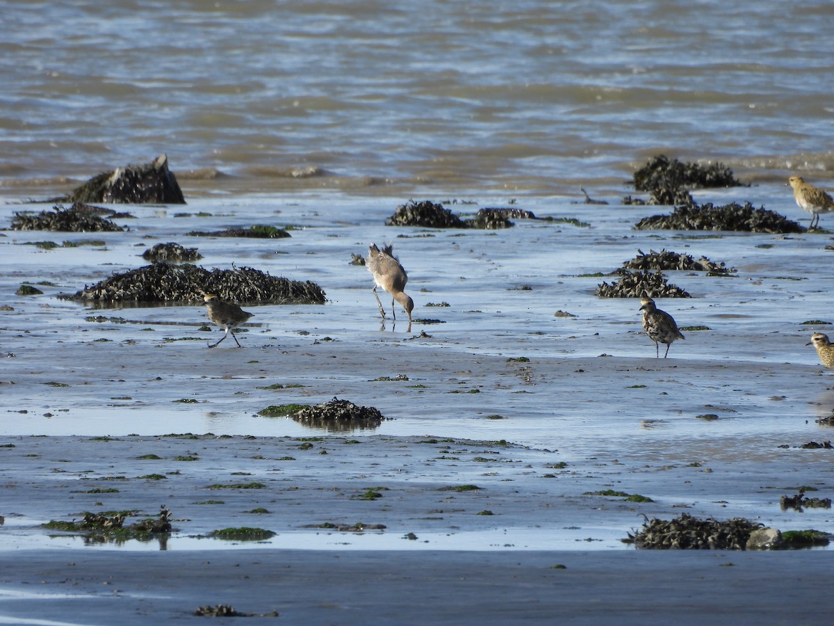 Black-tailed Godwit - ML623505941