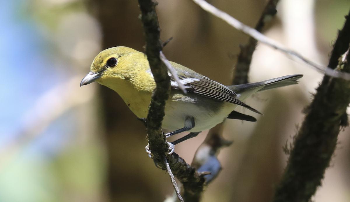 Yellow-throated Vireo - James Wheat