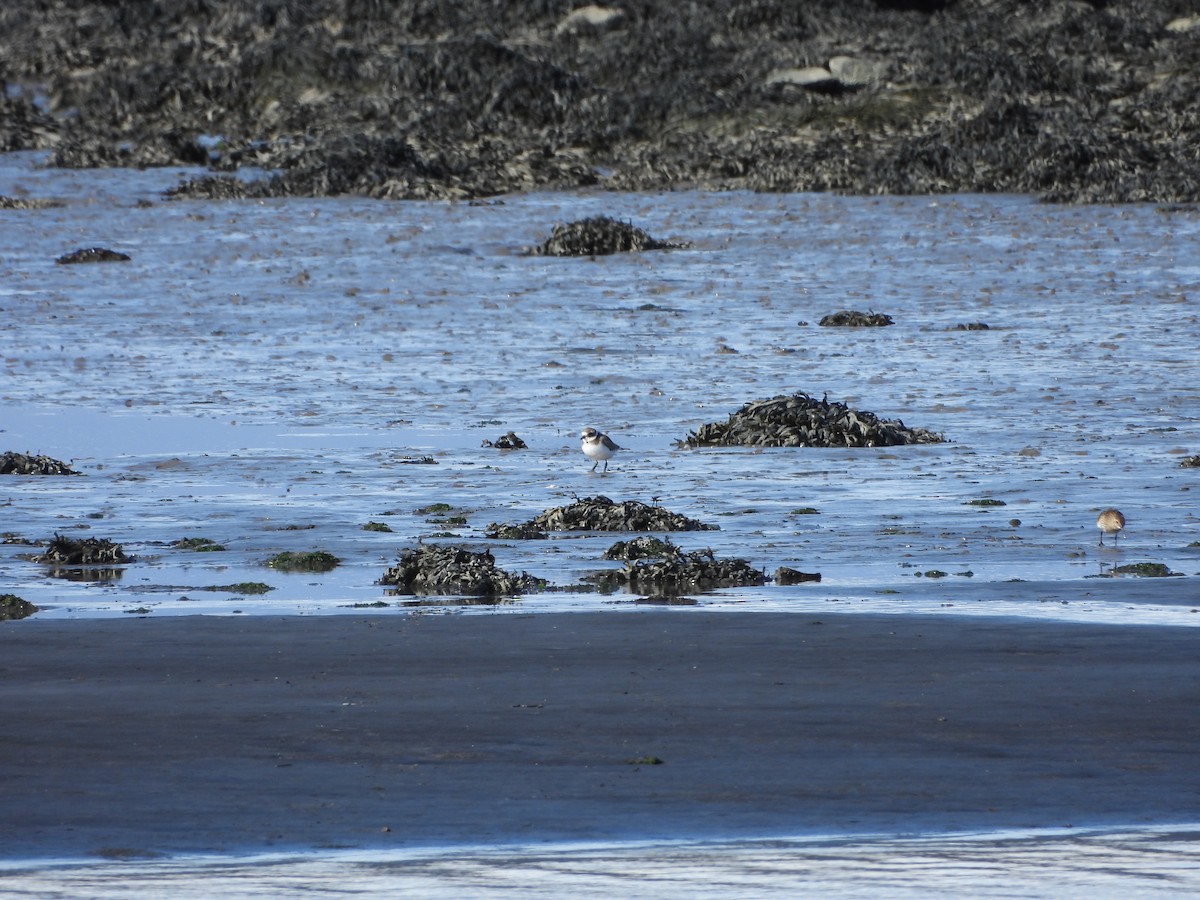 Common Ringed Plover - ML623505964