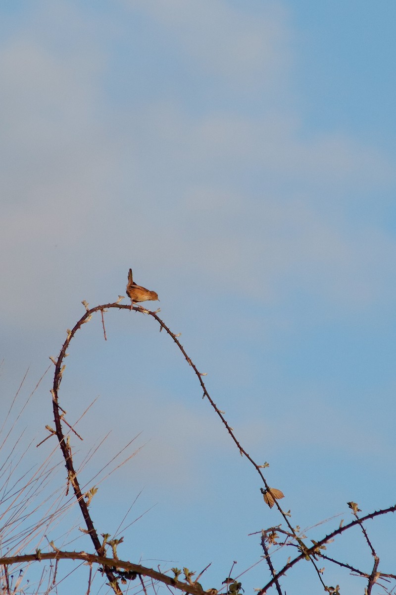 Grass Wren - ML623505968