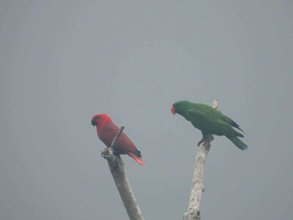 Loro Ecléctico de Nueva Guinea - ML623505995