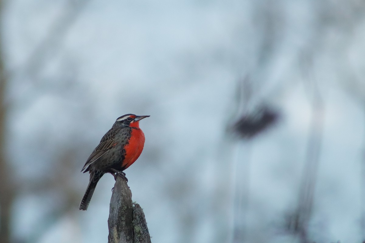 Long-tailed Meadowlark - ML623506010