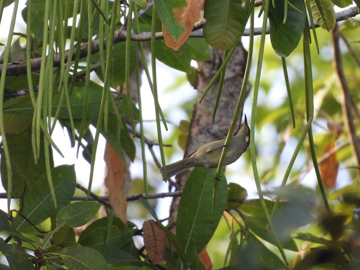 Graceful Honeyeater - ML623506018