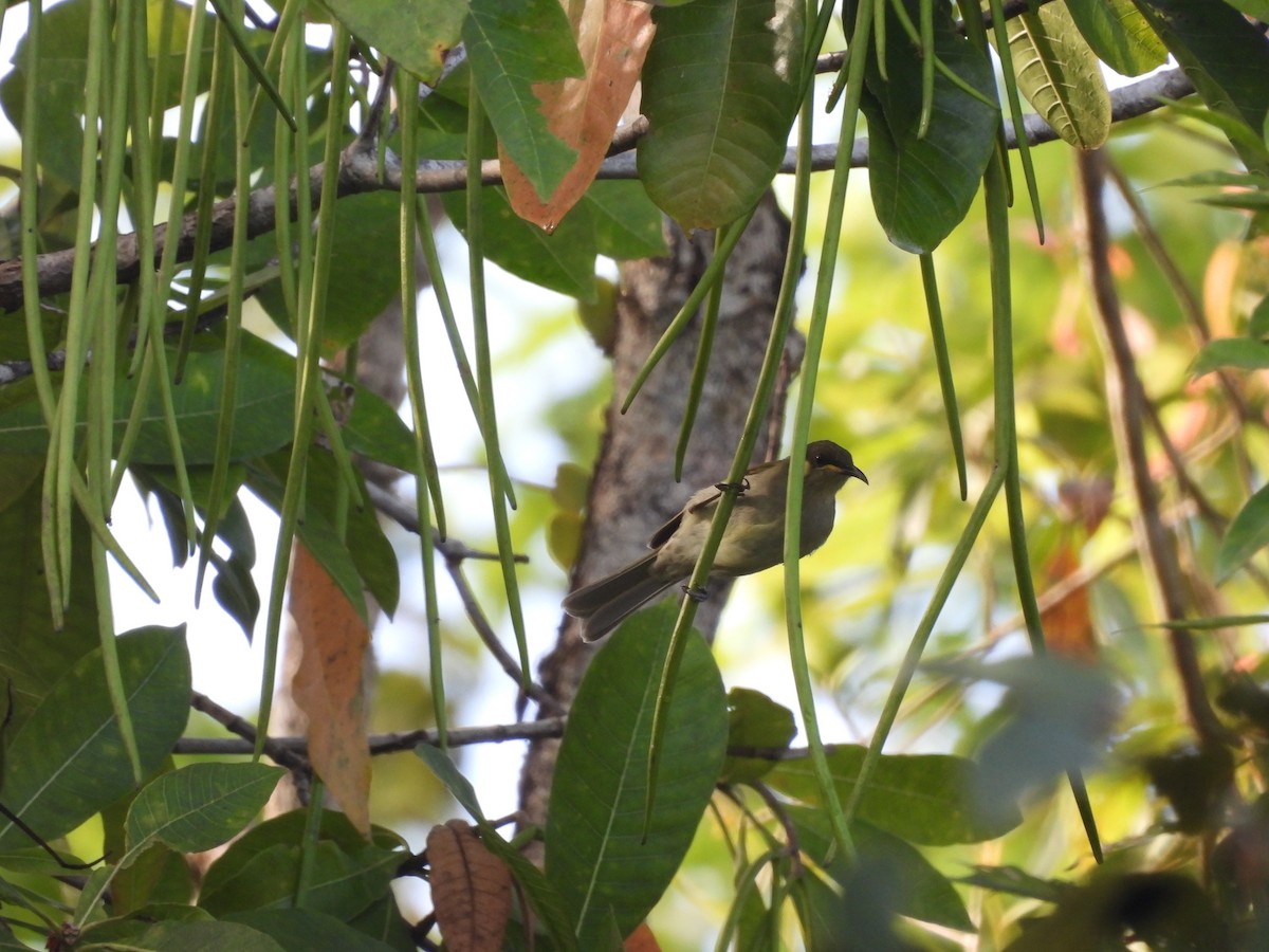 Graceful Honeyeater - ML623506019