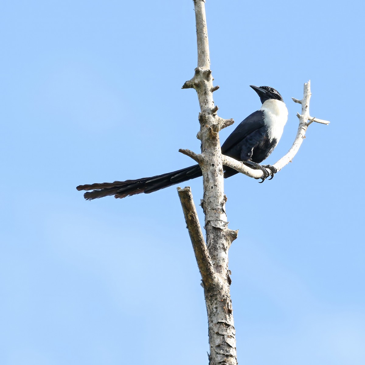 špaček bělokrký - ML623506070