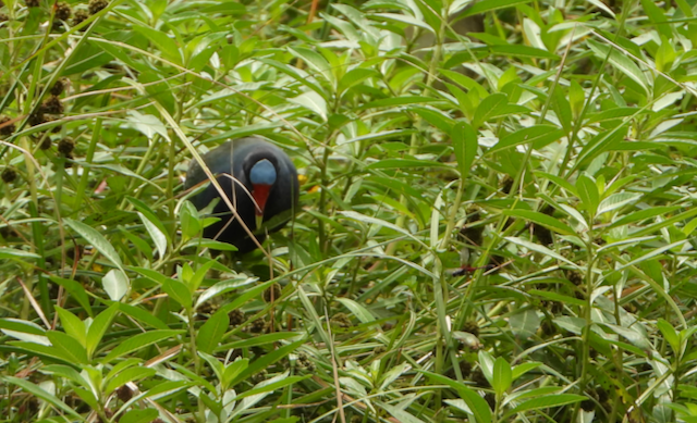 Purple Gallinule - Helen Butts