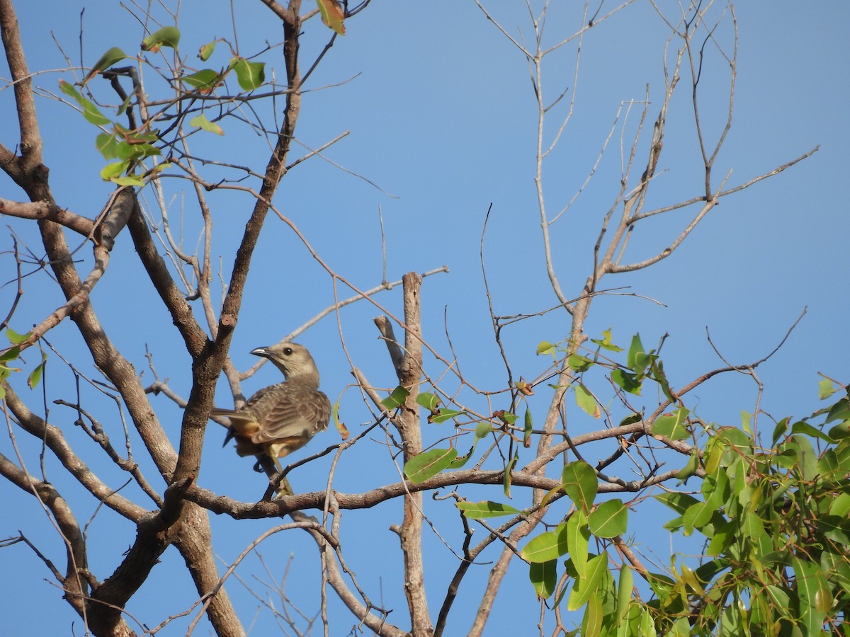 Fawn-breasted Bowerbird - ML623506083