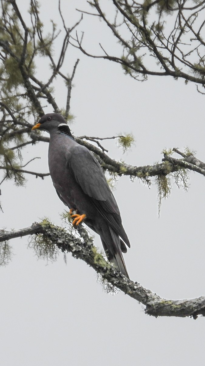 Band-tailed Pigeon - ML623506110