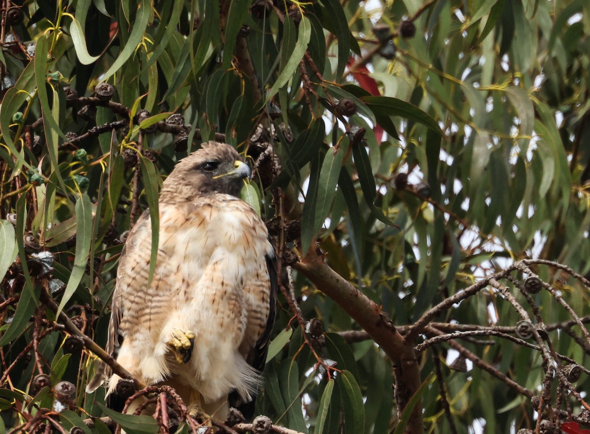 Red-tailed Hawk - ML623506114