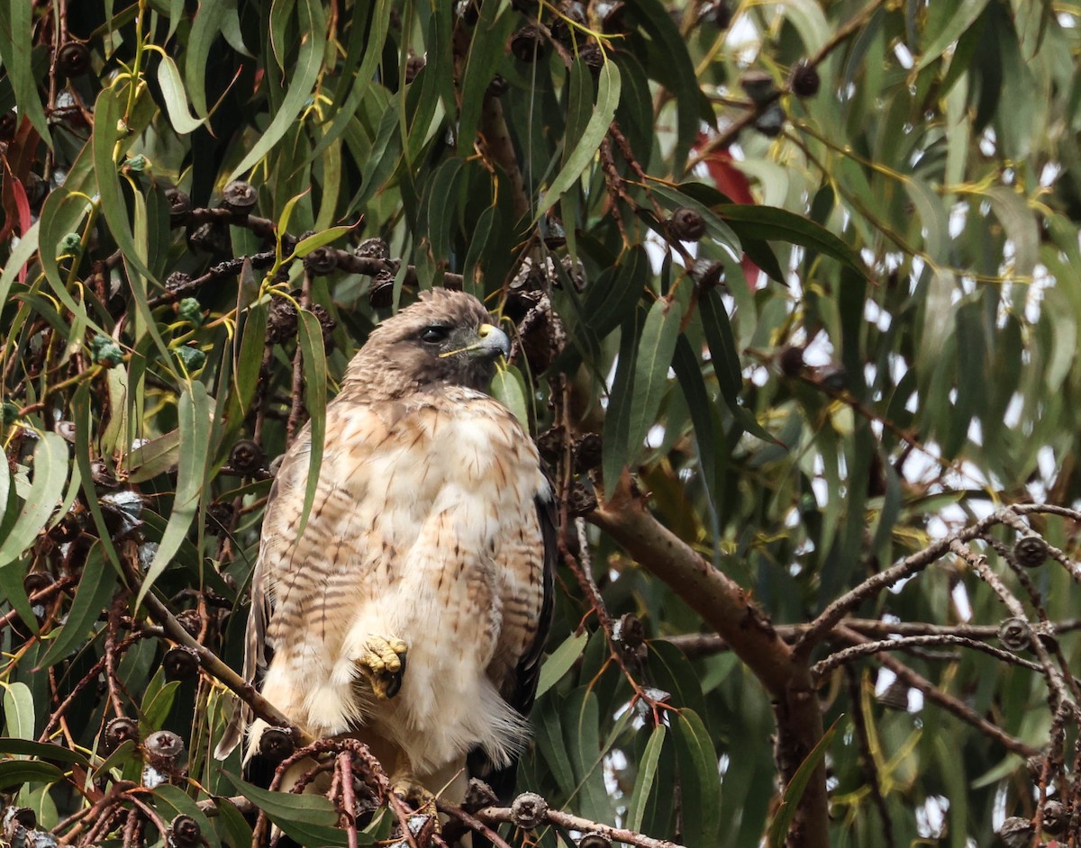 Red-tailed Hawk - ML623506115