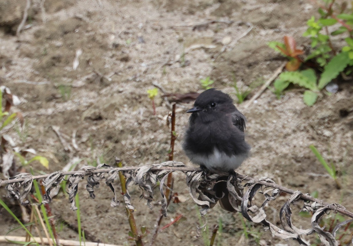 Black Phoebe - ML623506129
