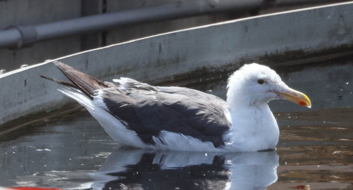 Western Gull - ML623506132