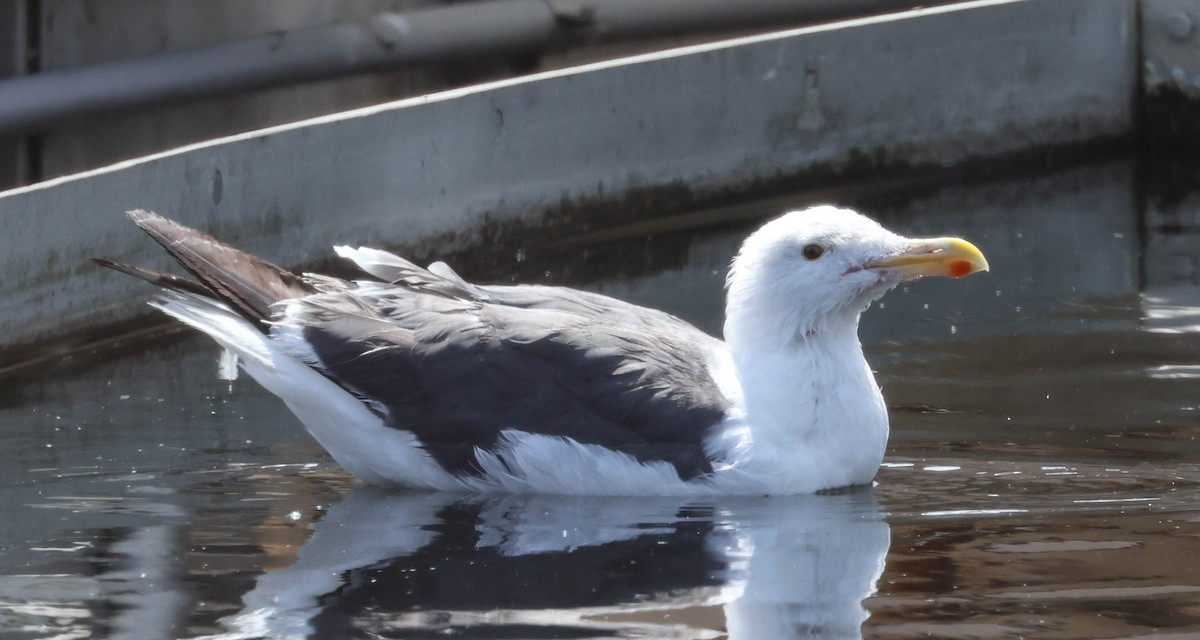 Western Gull - ML623506133