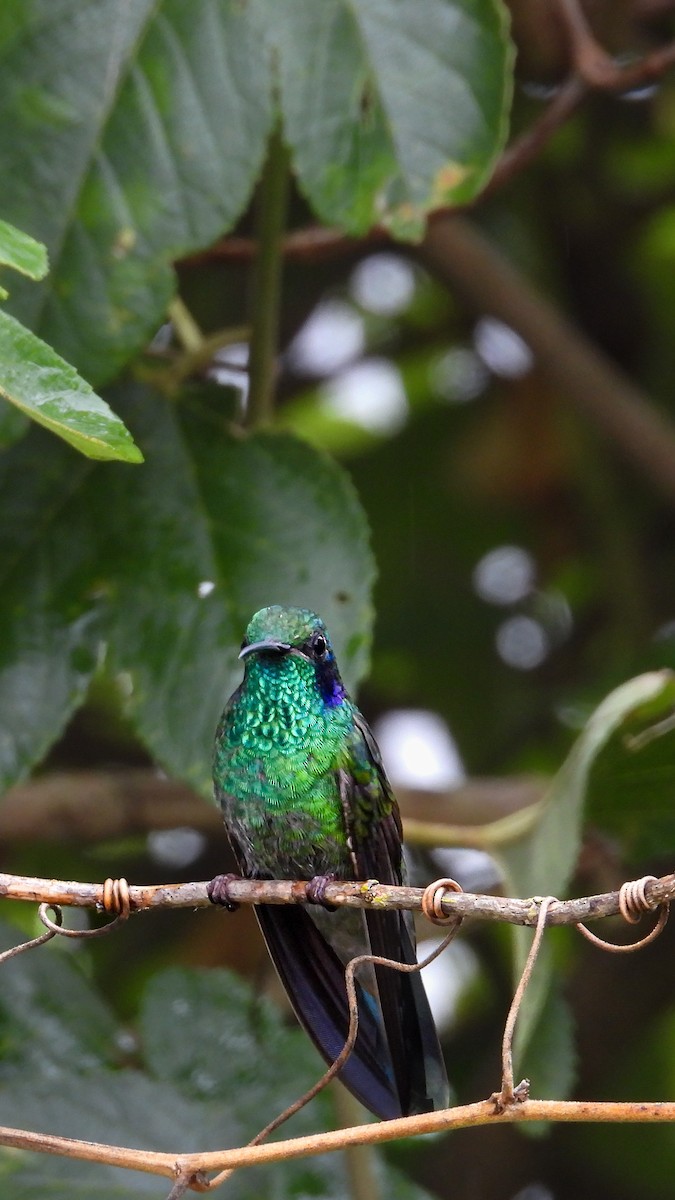 Colibrí Oreja Violeta Menor (andino) - ML623506134