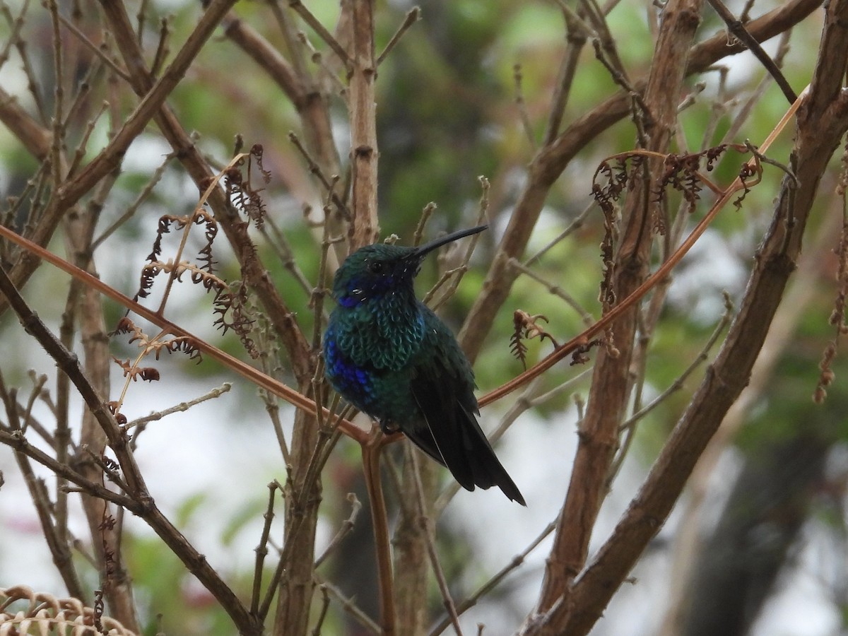 Colibrí Oreja Violeta Menor (andino) - ML623506135