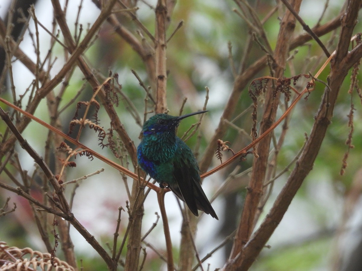 Colibrí Oreja Violeta Menor (andino) - ML623506137