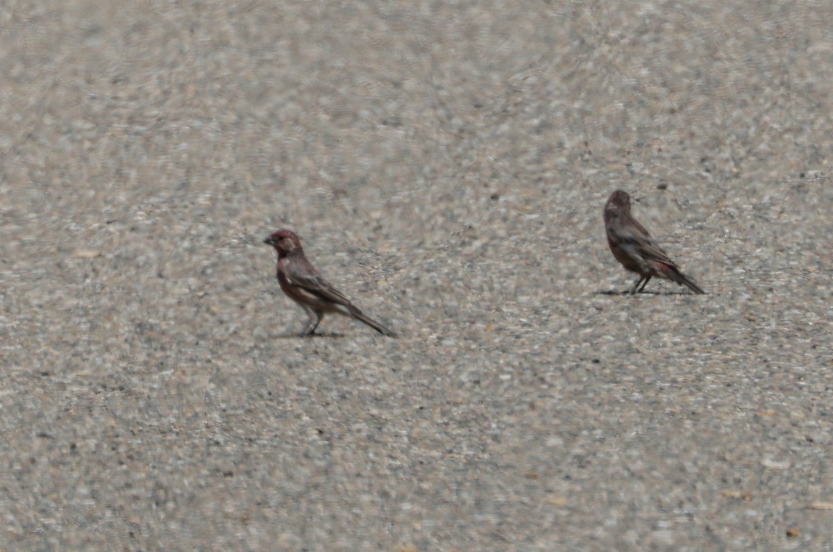 House Finch - ML623506138