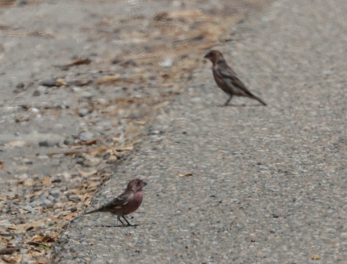 House Finch - ML623506141