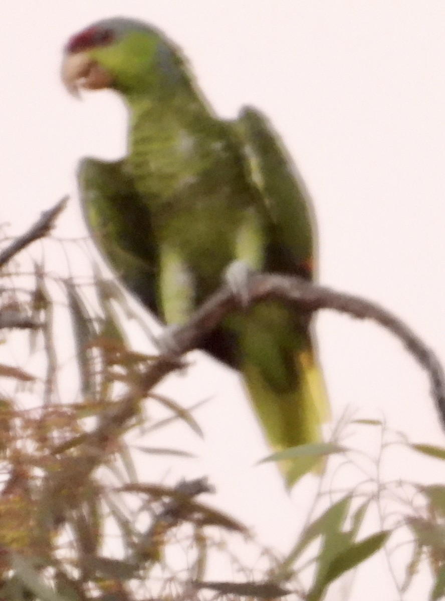 Lilac-crowned Parrot - ML623506145