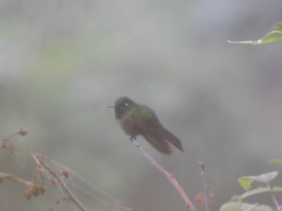 Tyrian Metaltail - Luis Zuñiga /Horses Cartagena tours