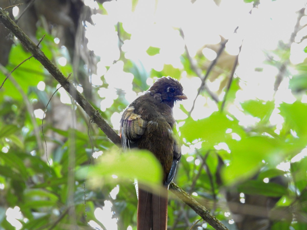 Masked Trogon - ML623506256