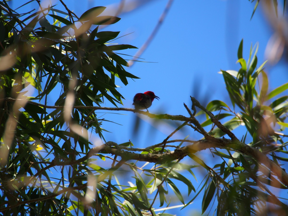 Red-headed Myzomela - ML623506305