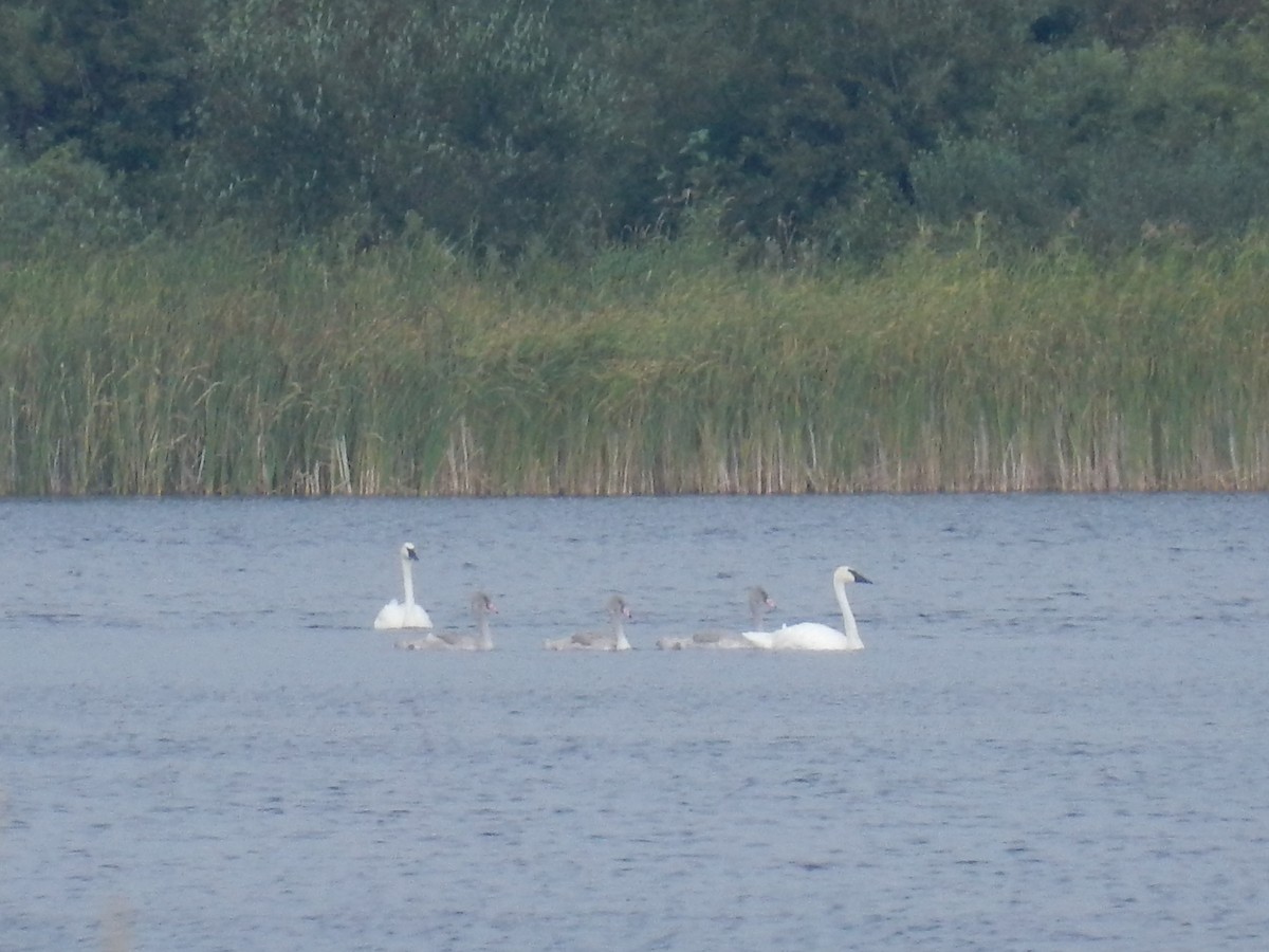 Trumpeter Swan - ML623506336