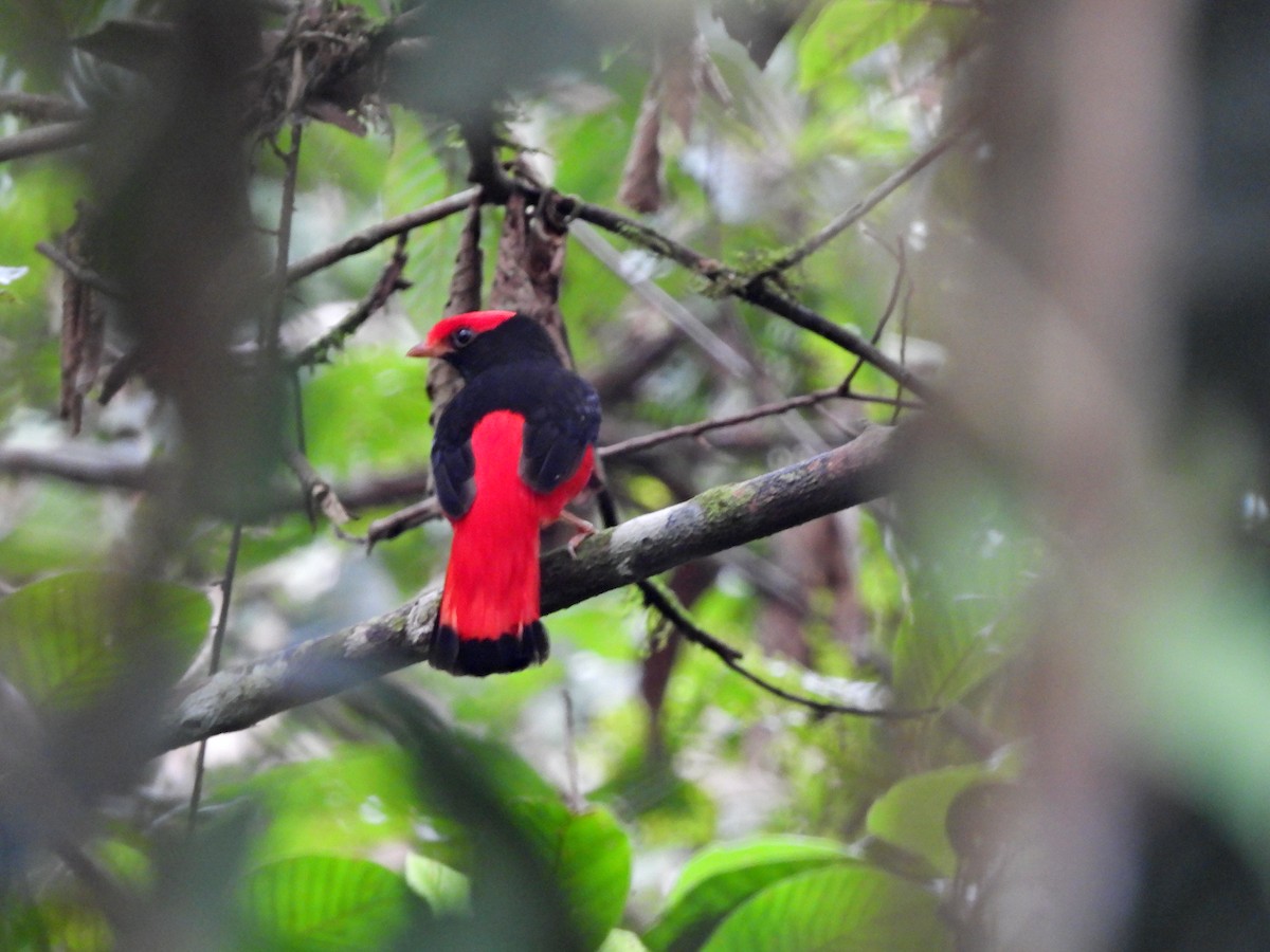 Black-necked Red-Cotinga - ML623506338