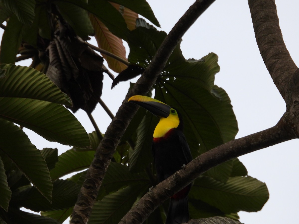 Yellow-throated Toucan (Black-mandibled) - ML623506348