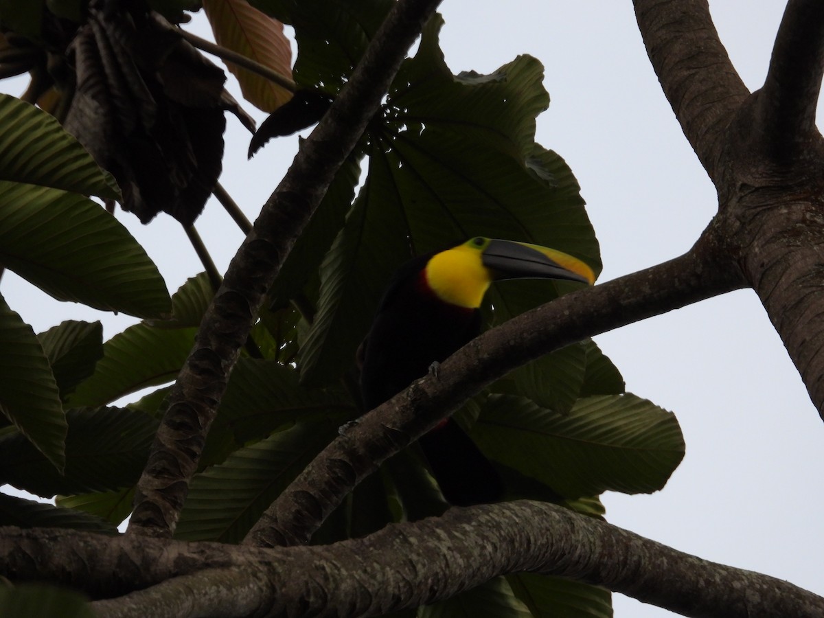 Yellow-throated Toucan (Black-mandibled) - ML623506349