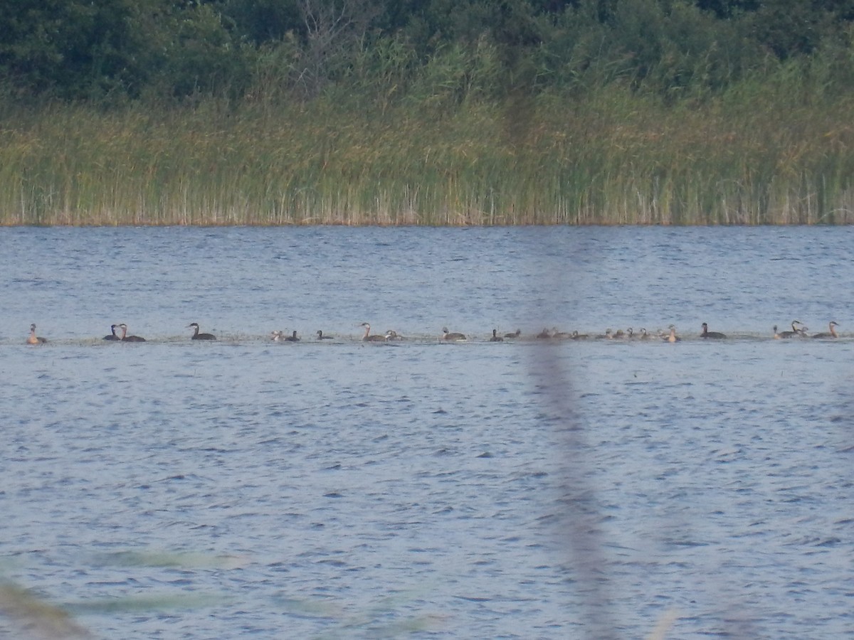 Red-necked Grebe - ML623506360